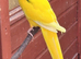 Kakariki male