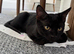 5 month old kitten for sale