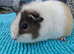 Young Female Guinea Pigs looking for their forever homes (various breeds)