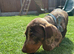 Last 2 Gorgeous Dapple Dachshund Puppies