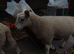 Beautiful pet sheep