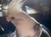Hand tame baby cockatiles