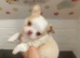 Beautiful chihuahua puppies kc