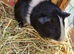 Guinea Pigs