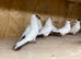 German helmet pigeons