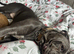 Female cane Corso needs new home asap
