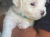 White and Tan Morkies