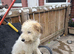 Norfolk collie cross Lurcher
