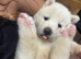 BEAUTIFUL JAPANESE AKITA INU PUPPIES