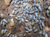 25 x Armadillidium Granulatum Isopods