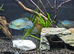 Tropical fish