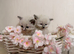 RAGDOLL KITTENS