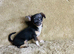 Jackawawa Puppies
