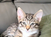 Maine Coon kittens