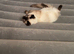 Female ragdoll kitten