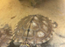 2 female Ouachita Map turtles 8 months old