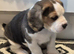 Boy beagle puppy