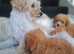 Toy cavapoo fully health checked