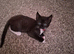 Kitten for sale
