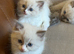 Amazing blue point kittens for sale