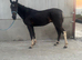 15,2 5 year old gelding
