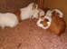 Guniea pigs girls and boys