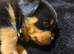 Health tested rottweiler