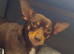 3 chocolate and tan Chihuahua puppies