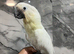Handreared Friendly Super Tame Cuddly Umbrella Cockatoo Parrot,19