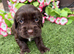 Cocker spaniel pups