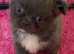 Kc reg thai line chihuaha puppy boy
