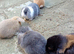 Mini lop babies