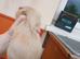 Baby guinea pigs
