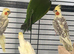 Baby Derbyan parrot for sale