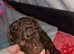 Lhasapoo puppies