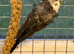 Black faced budgies