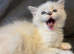 LAST Extremely loving playful gorgeous ragdoll