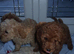 Cockapoo puppies