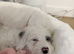 Sweet Unique Cockapoo Puppy Seeking Loving Forever Home