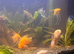 Tropical fish and tank
