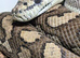 Female Coastal carpet python