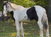 Cob gelding weanling
