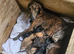 Lurcher Pups For Sale