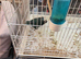 Kakari hen