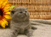 ABSOLUTELY BEAUTIFUL BSH BOY