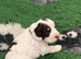 Beautiful working cocker spaniel puppies