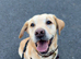 Golden Labrador