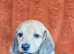 Miniature long haired dachshund