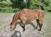 13hh welsh b