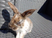 Last baby mini lop cross lionhead!